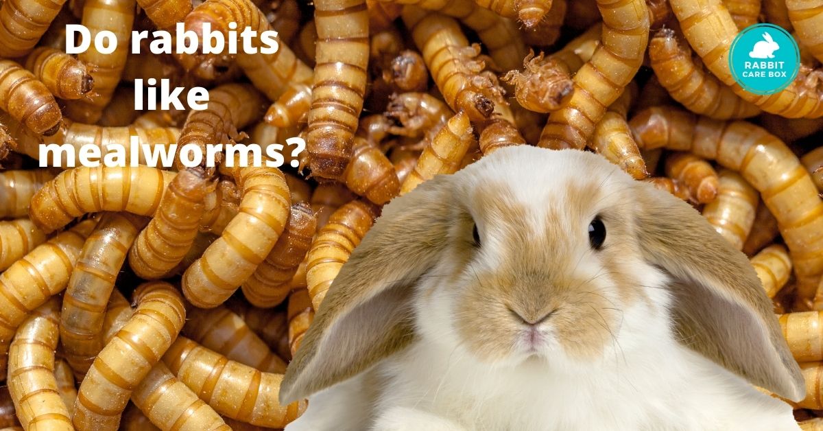What insects do rabbits eat Will it hurt them?