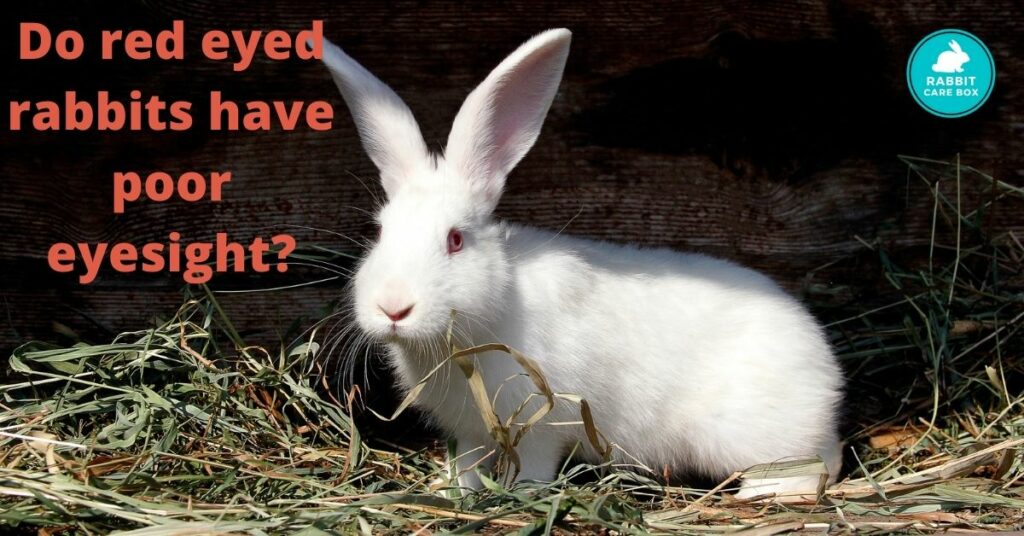 Do red eyed rabbits have poor eyesight