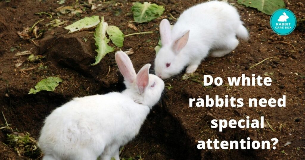 Do white rabbits need special attention