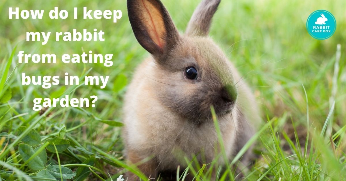 What insects do rabbits eat Will it hurt them?