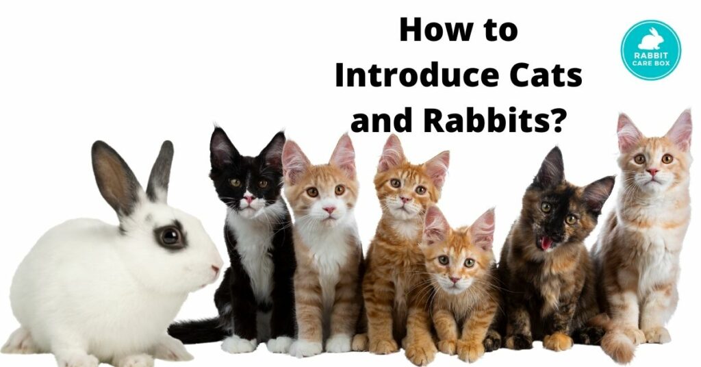 How to Introduce Cats and Rabbits