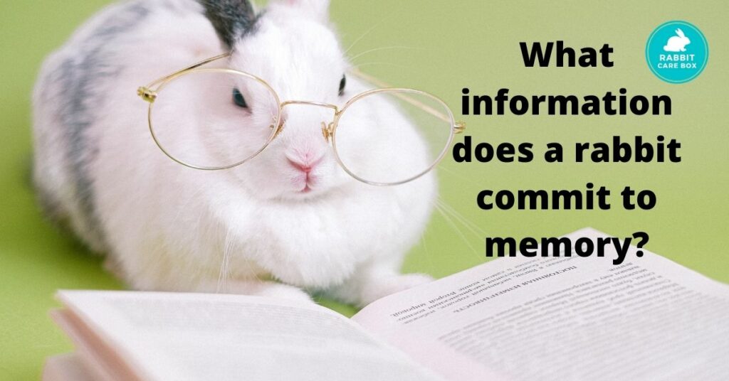 What information does a rabbit commit to memory