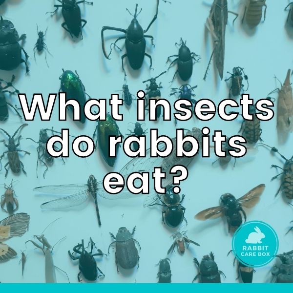 what insects do rabbits eat