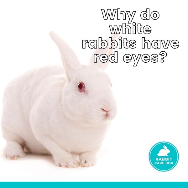 why do white rabbits have red eyes