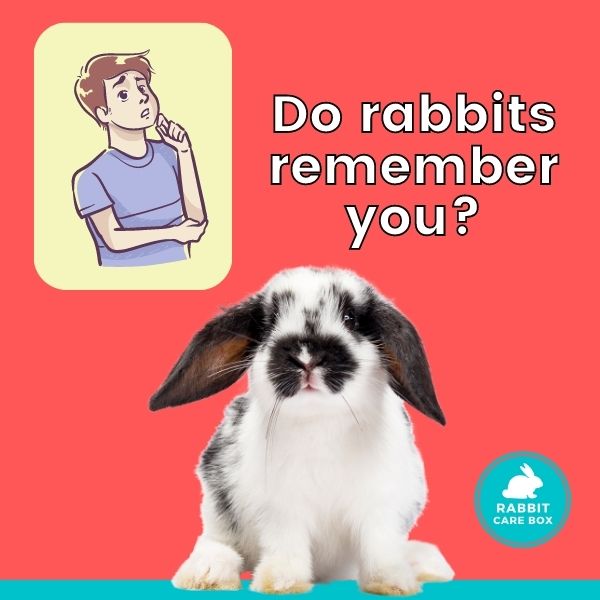 Do Rabbits Scream? Top Reasons Why They Might
