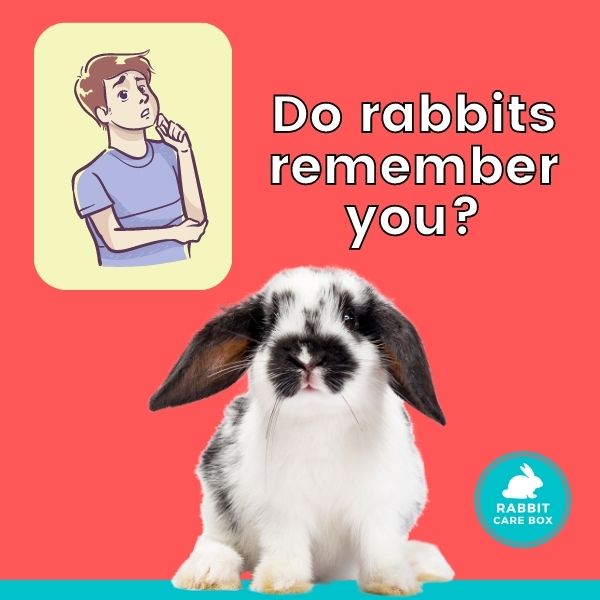 Do rabbits remember you