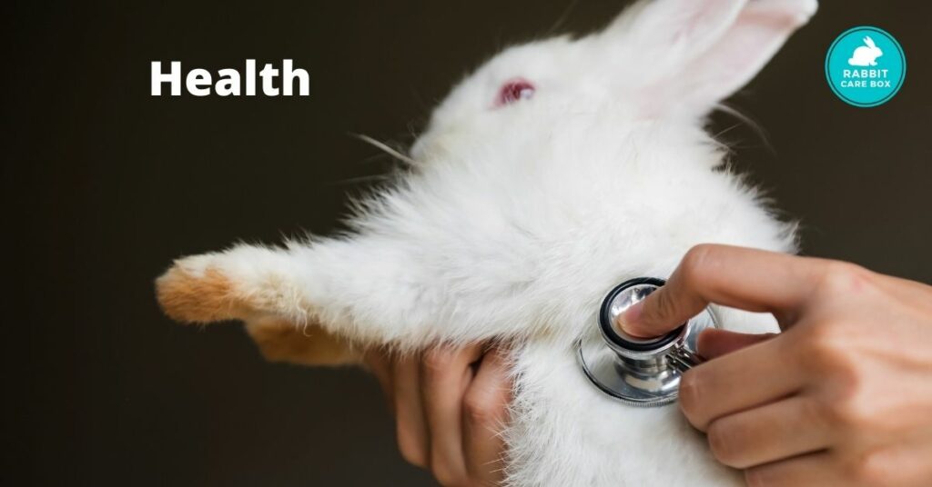 french angora rabbit health