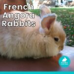 french angora rabbits