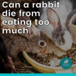 can a rabbit die from eating too much