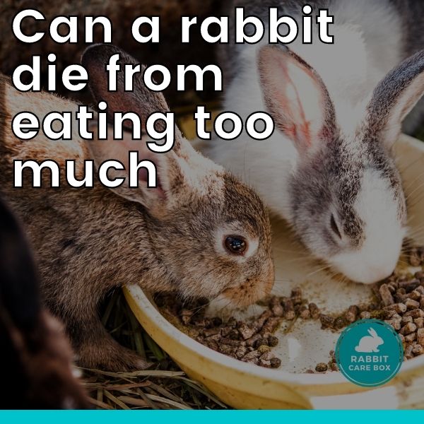 Can a rabbit die from eating too much? You'll be surprised!