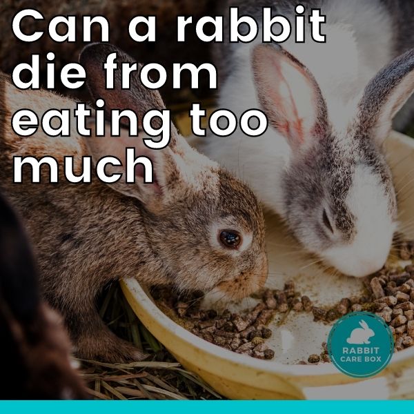 Can a rabbit die from eating too much