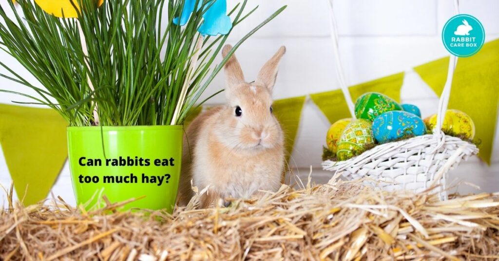 Can rabbits eat too much hay
