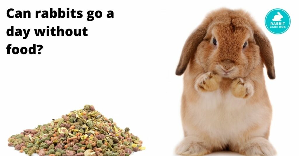 Can rabbits go a day without food