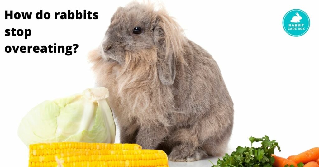 How do rabbits stop overeating