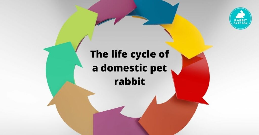 The life cycle of a domestic pet rabbit