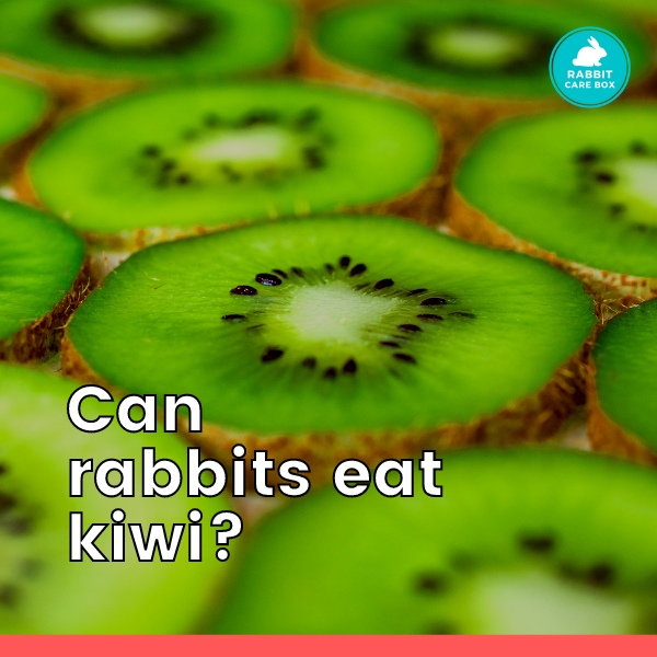 Can rabbits eat kiwi