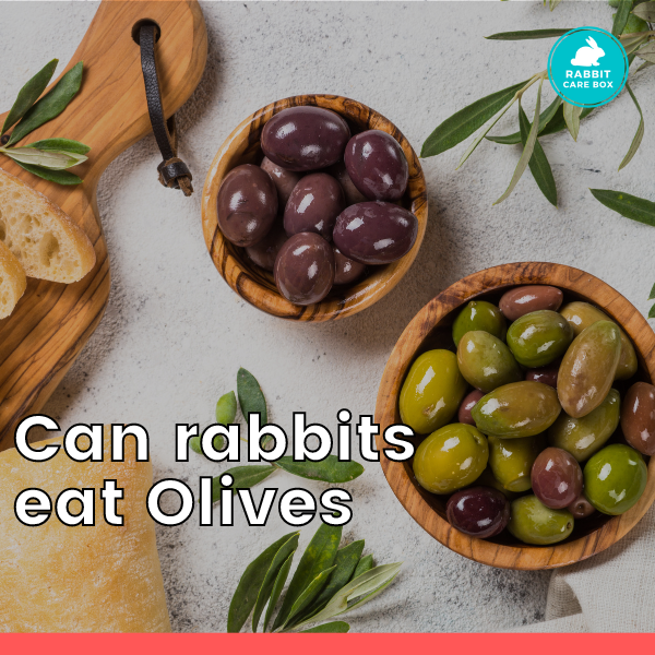 Can rabbits eat olives