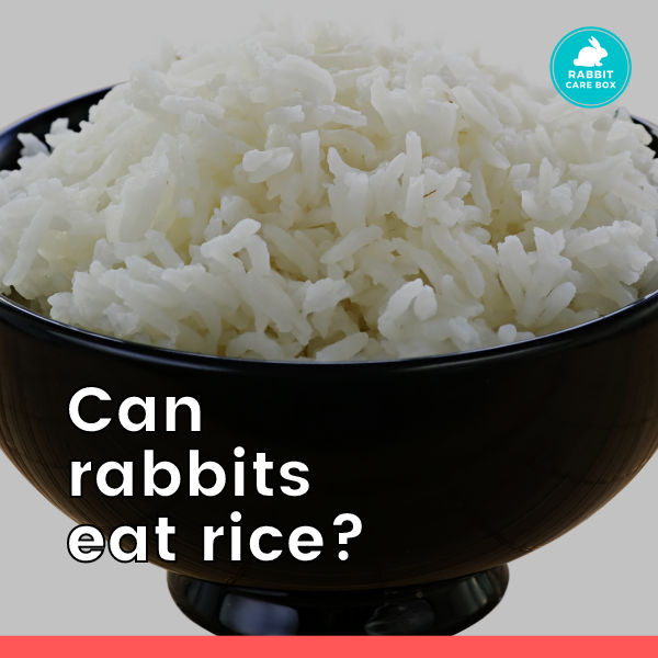 Can-rabbits-eat-rice