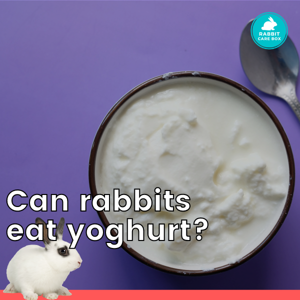 Can rabbits eat yoghurt