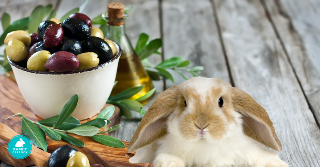 How to feed olives to rabbits