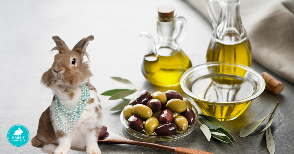 is olive oil safe for rabbits