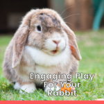Engaging-Play-For-Your-Rabbit