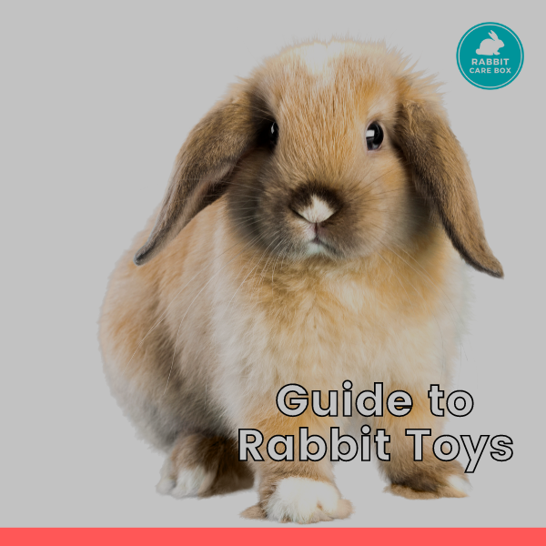 Guide to Rabbit Toys