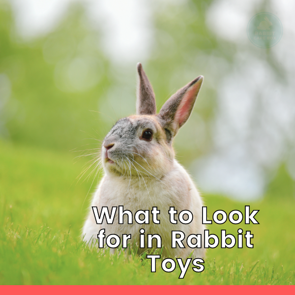 What to Look for in Rabbit Toys