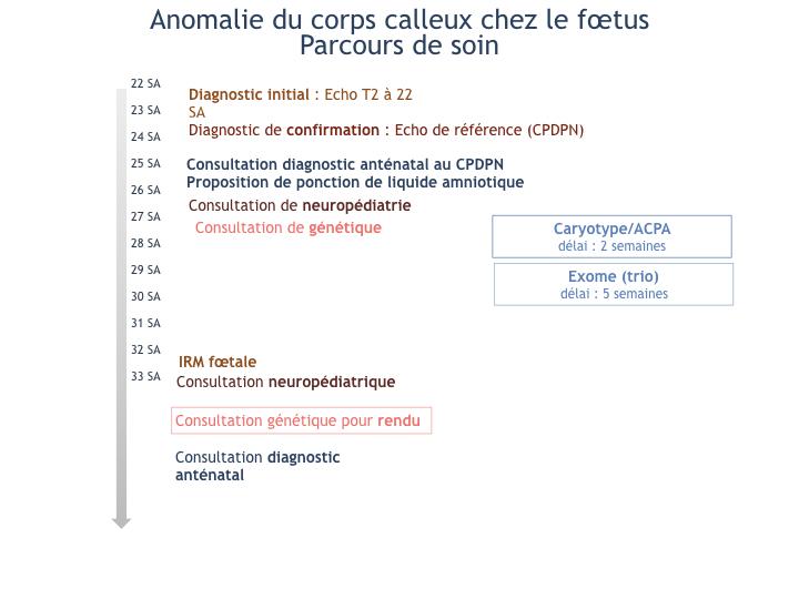 Les Anomalies Du Corps Calleux Association Raccord