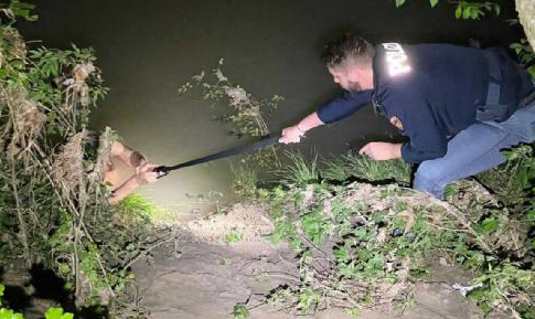 Un gesto eroico salva una vita: agente di polizia recupera uomo dall'Adige con la sua cintura