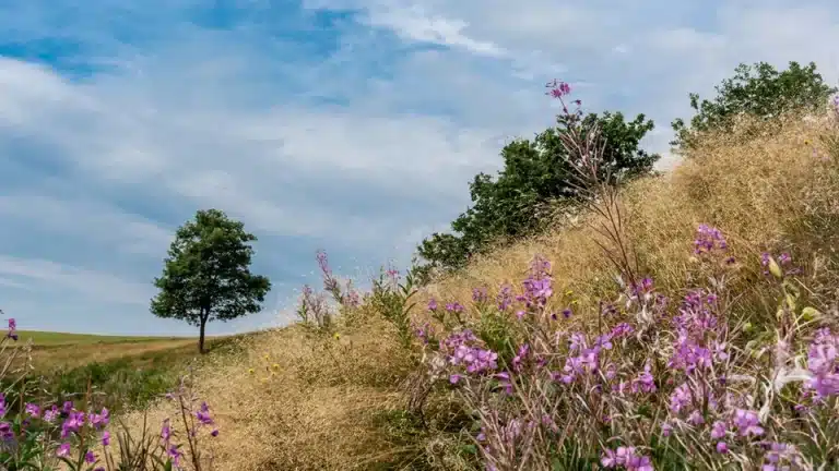 grÃ¸ftekant blomster