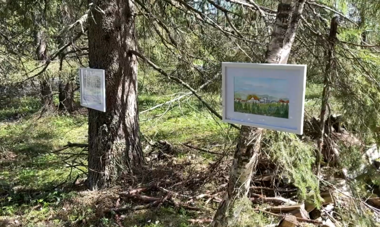 Har hengt opp bilder på granstammene i skogen