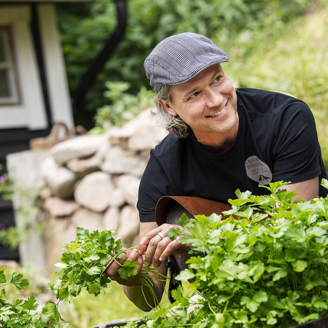 Matti plockar blad från kryddväxt