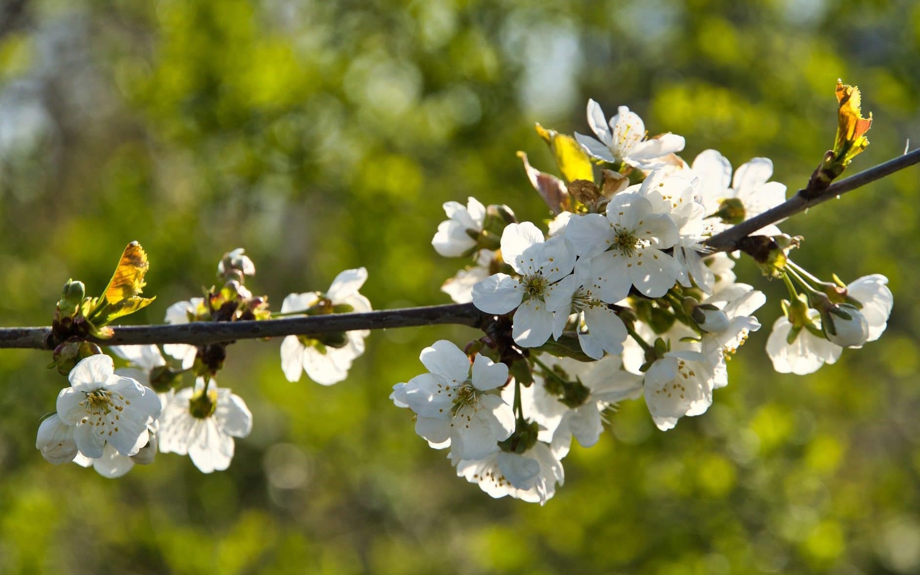 Vårblommor på träd