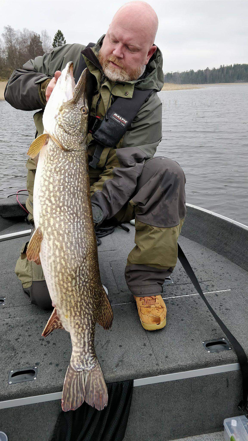 Gäddan på 113 centimeter och 12,6 kilo stod på riktigt grunt vatten