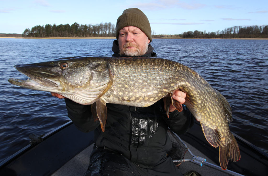 Gädda 10,77 kilo