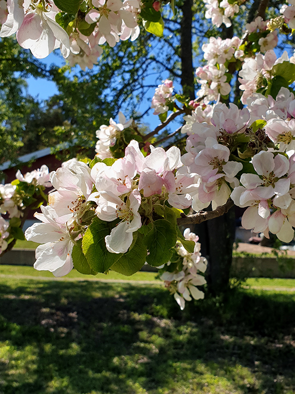 Körsbärsblomster