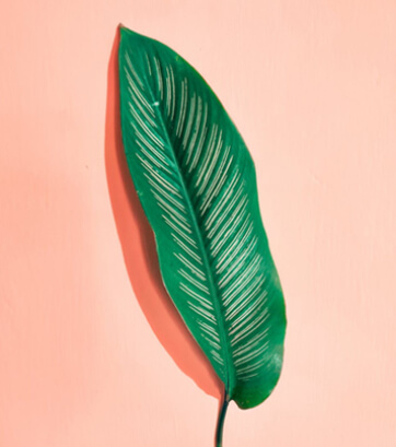 Leaf