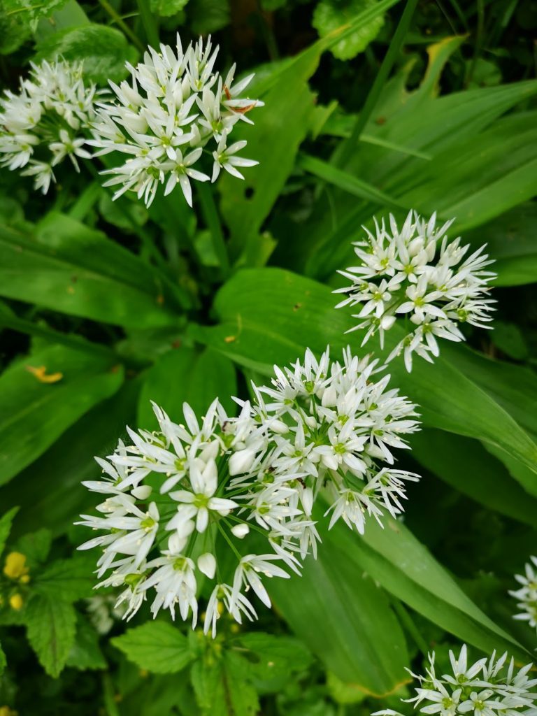 Wir gucken auf geöffnete Bärlauch Blüten