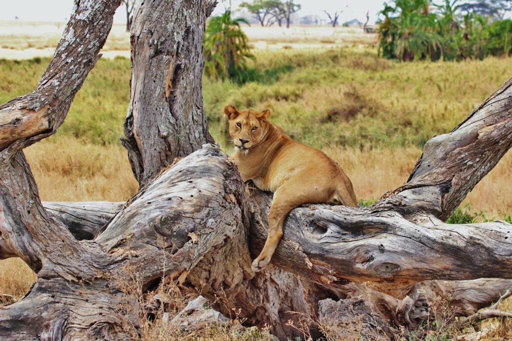 Tanzania Lion