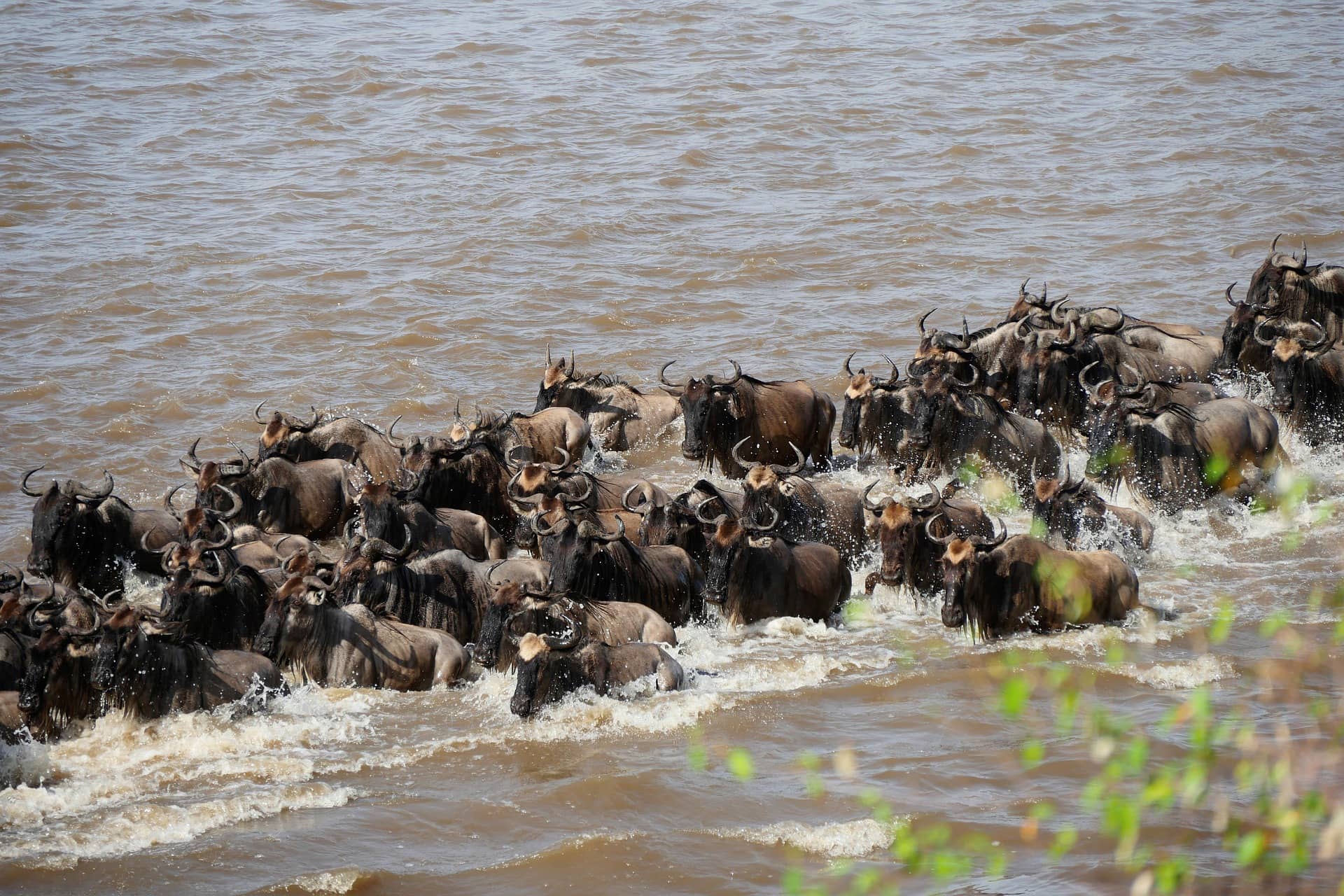 Wildebeest migration, Tanzania