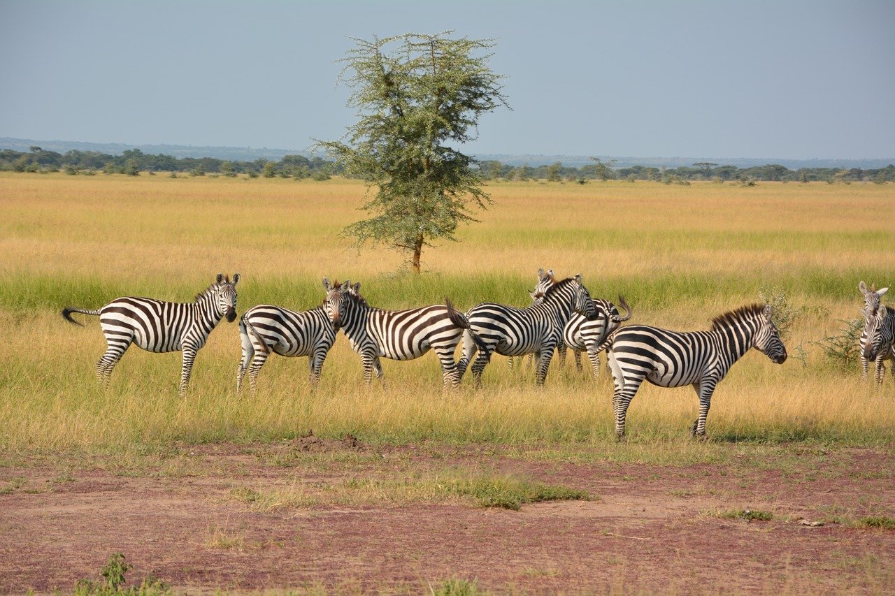 Serengeti national Park