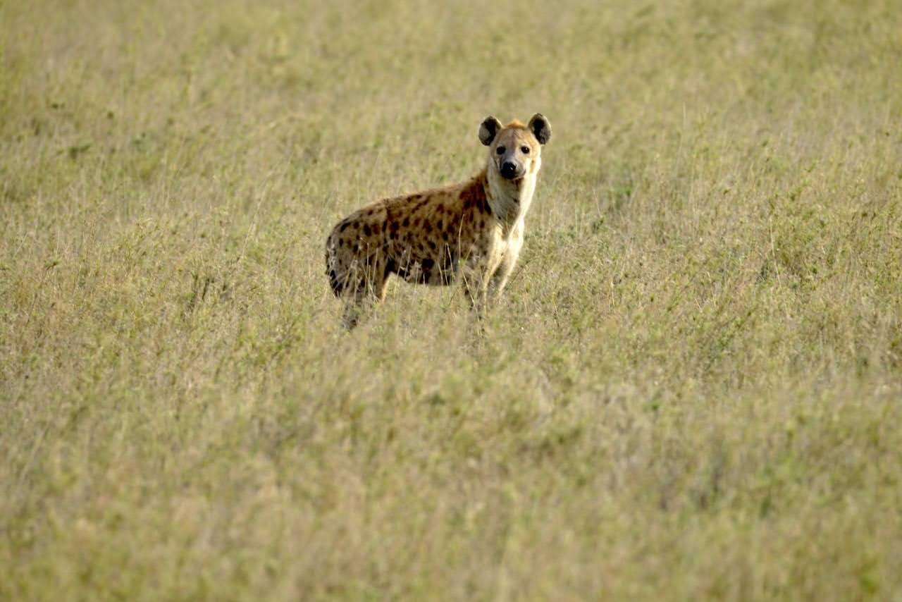 Tarangire,Lake Manyara, Serengeti & Ngorongoro Crater (5 days)