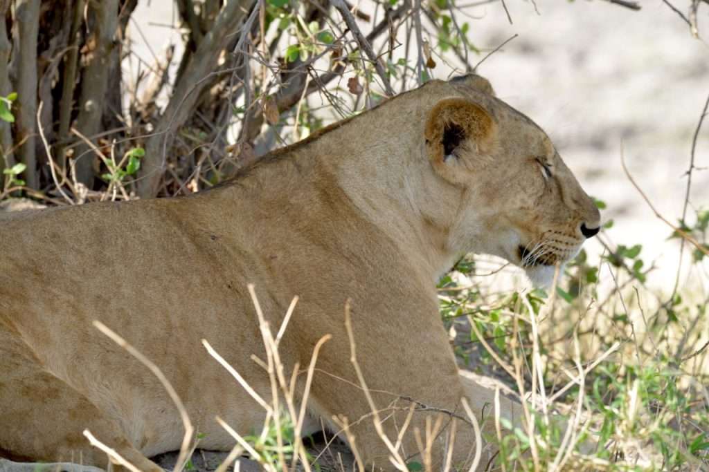 Tarangire,Lake Manyara, Serengeti & Ngorongoro Crater (5 days)