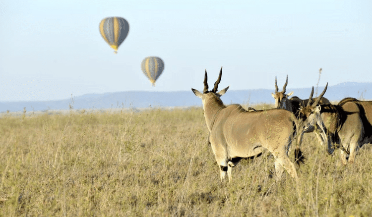 Tanzania safari