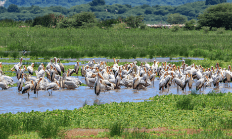 NGORONGORO CRATER & LAKE MANYARA