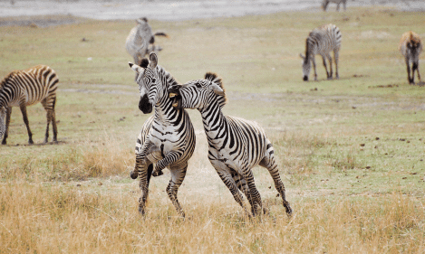 NGORONGORO CRATER & LAKE MANYARA