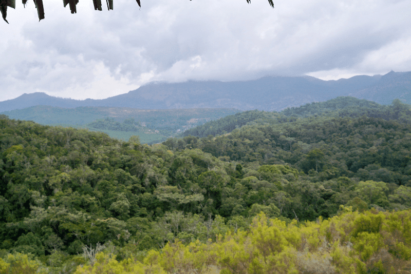 Magamba nature forest