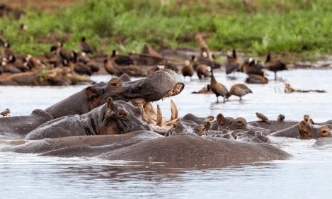 NGORONGORO CRATER & LAKE MANYARA