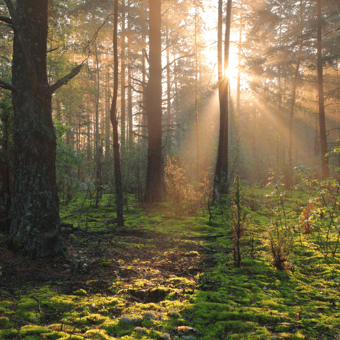 MAGOROTO FOREST